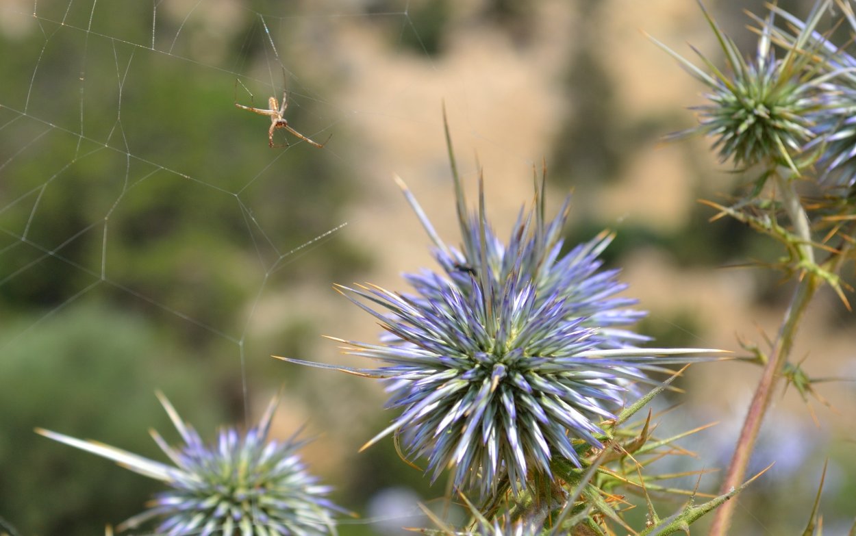 Корень татарника колючего