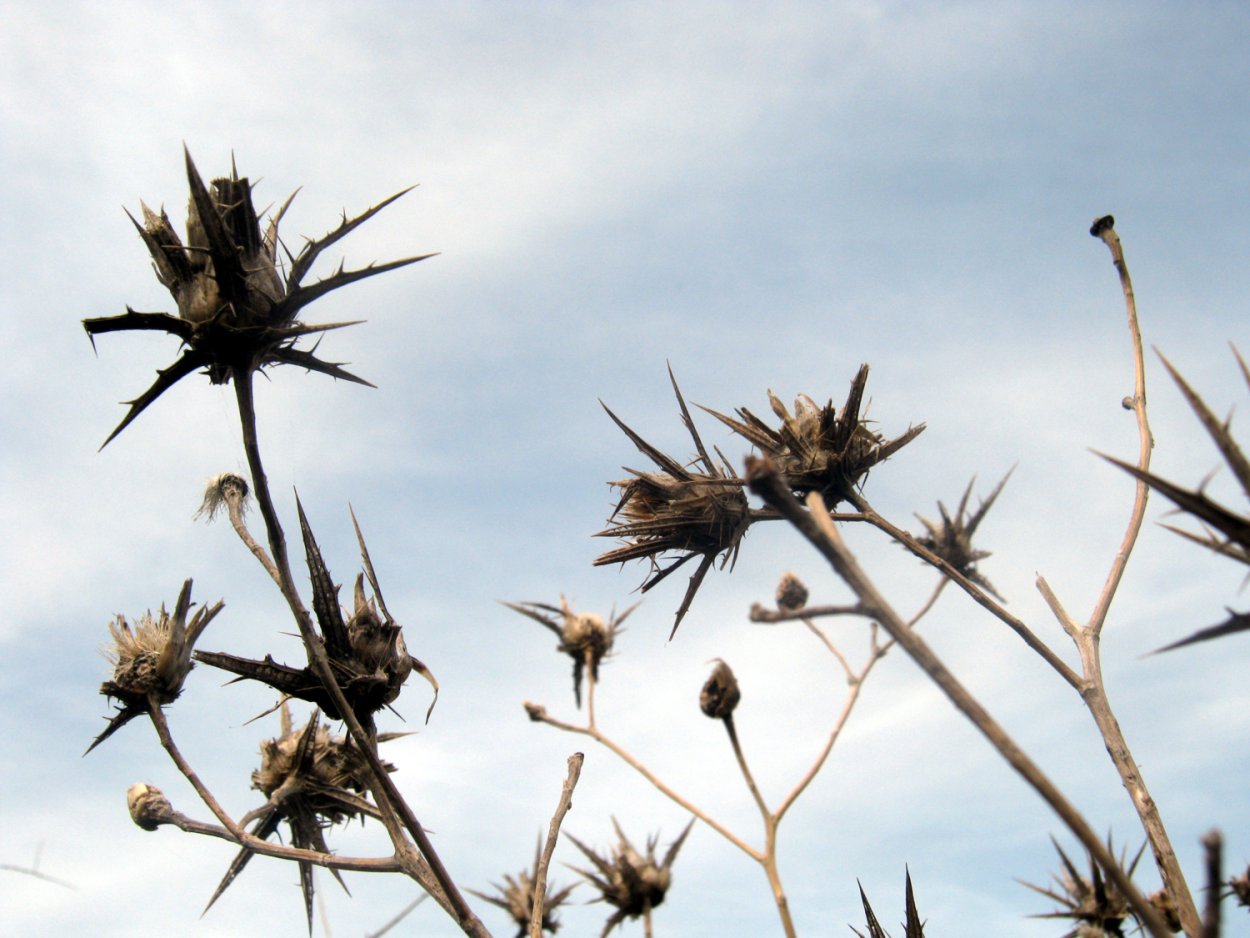 Чертополох зеленый