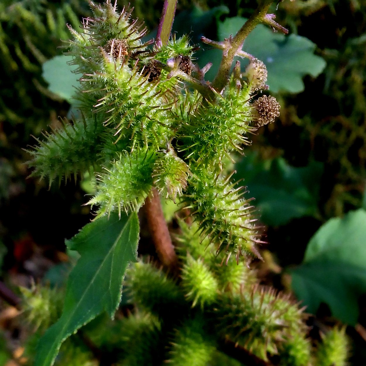 Медоносы Крыма колючка верблюжья