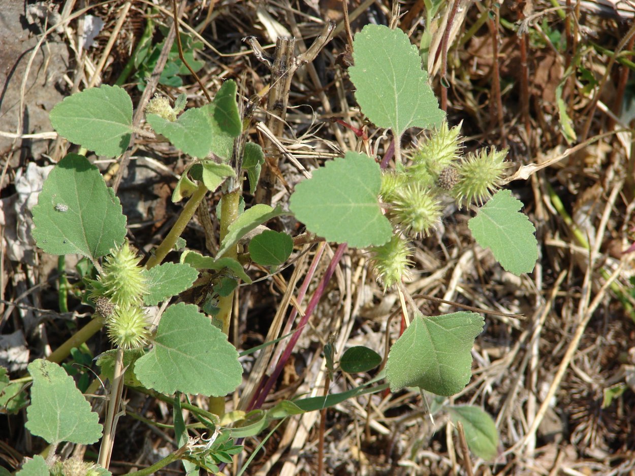 Татарник чертополох