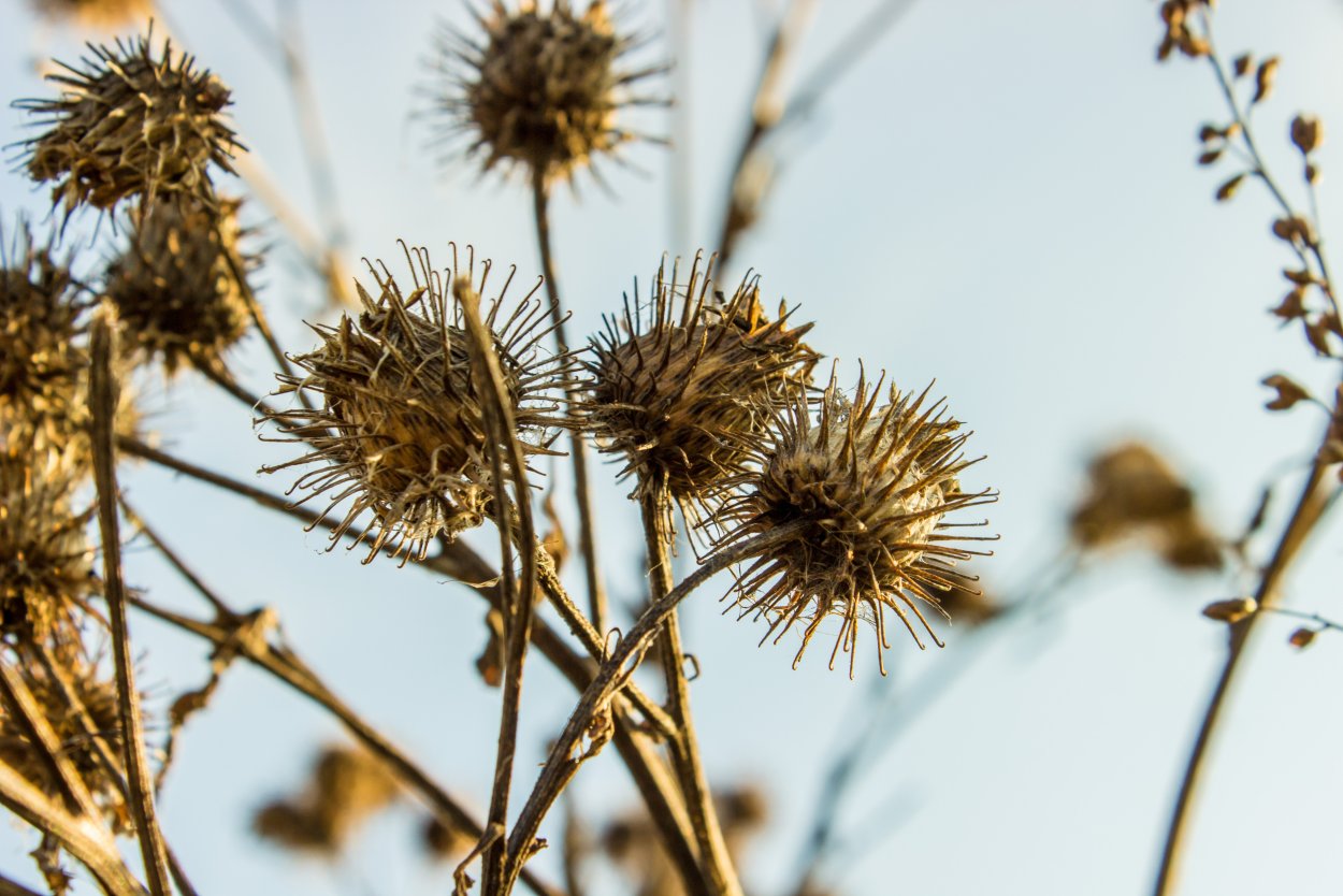 Дурнишник Xanthium