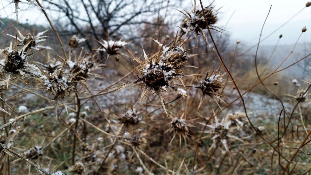 Стебель верблюжьей колючки
