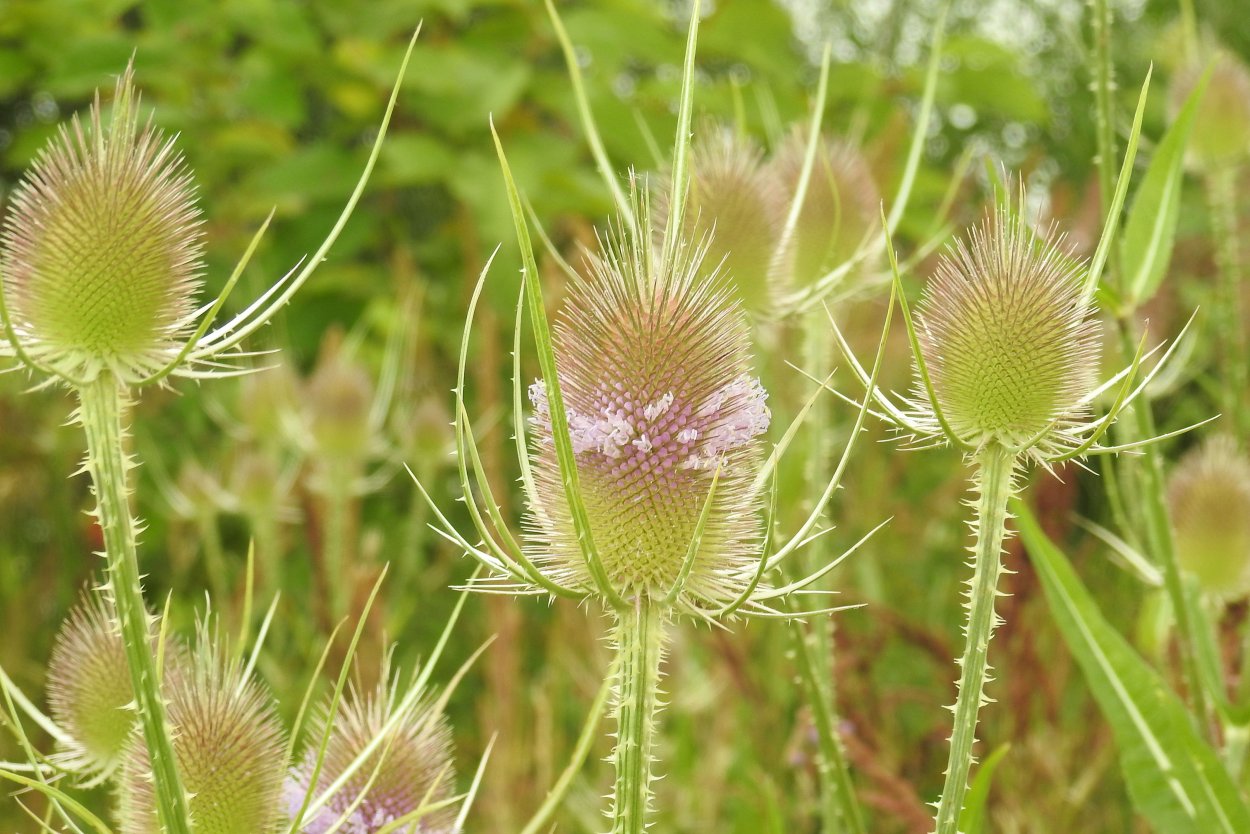 Silybum Marianum