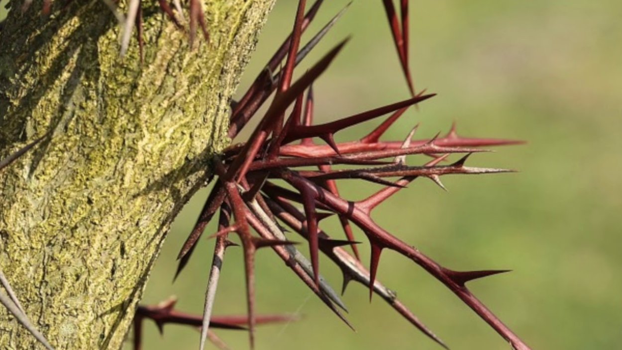 Чертополох Луговой