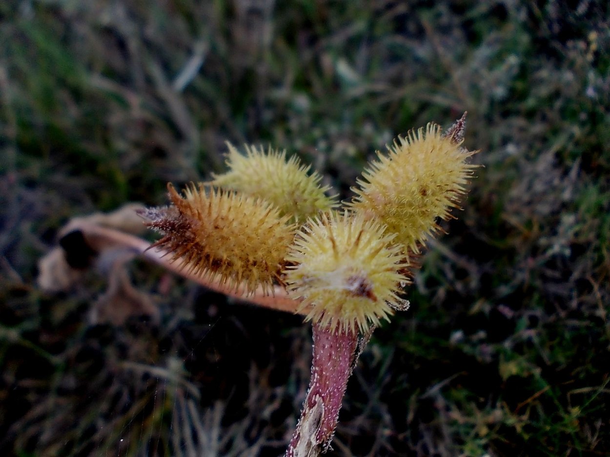 Дурнишник игольчатый