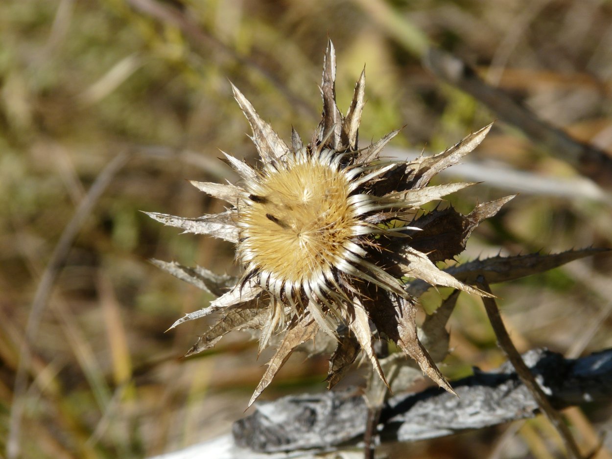Дурнишник колючий, игольчатый