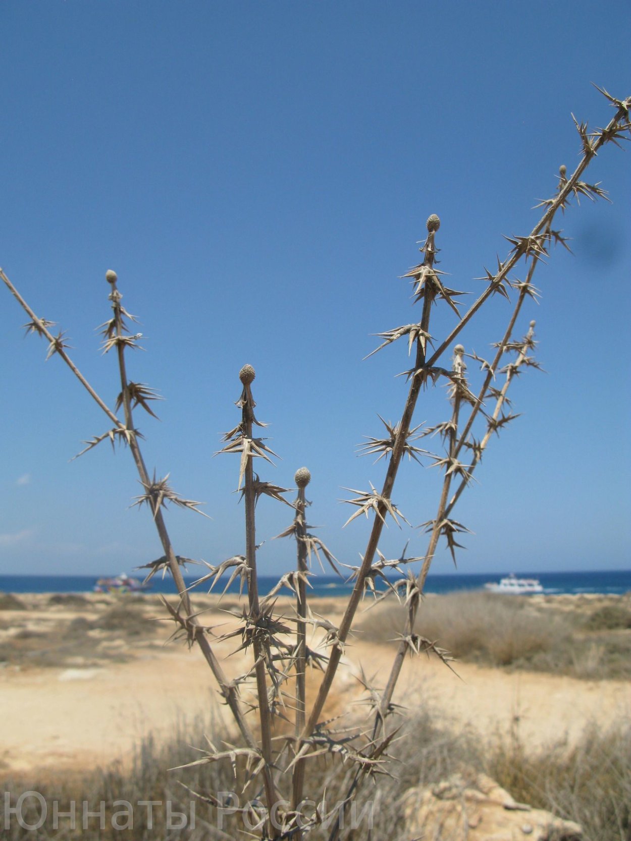 Дурнишник обыкновенный