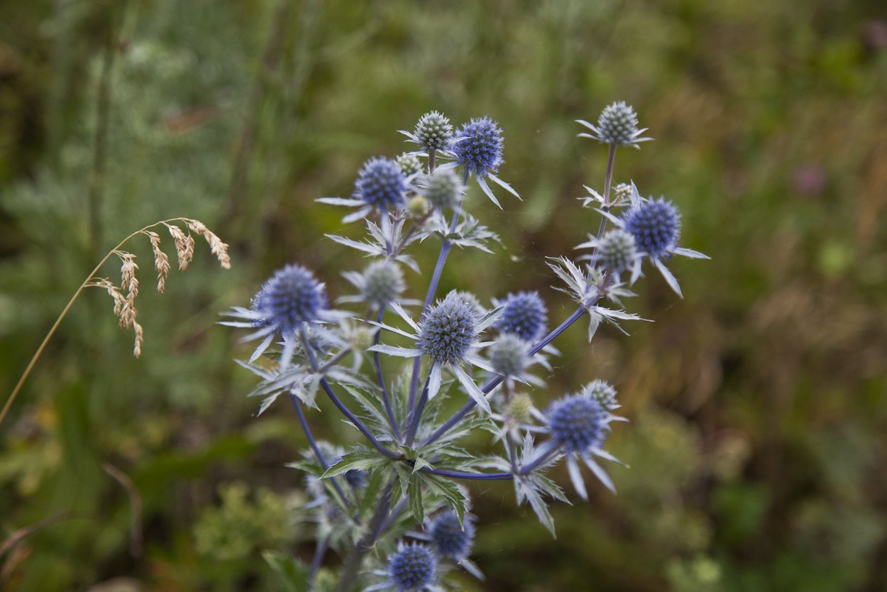 Степная колючка Eryngium Campestre