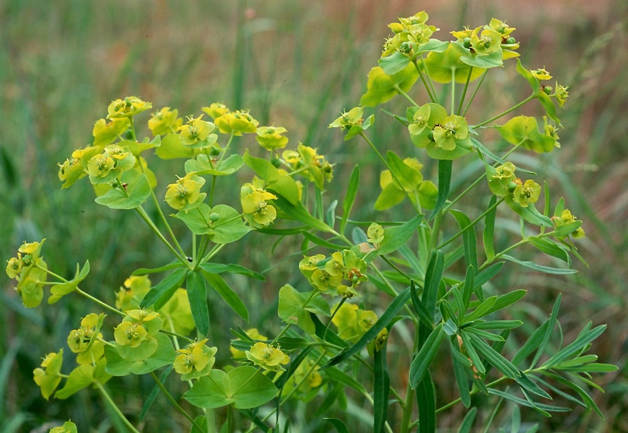 Молочай лозный (Euphorbia virgata)