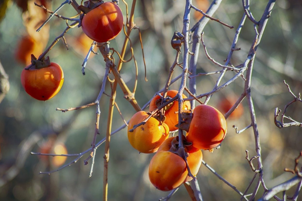 Хурма Янтарная Королек