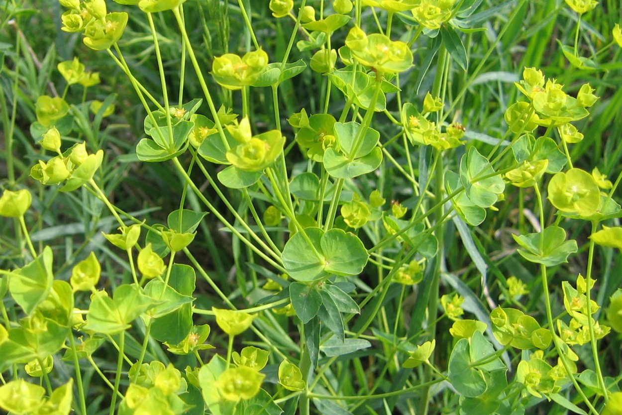 Молочай осот огородный