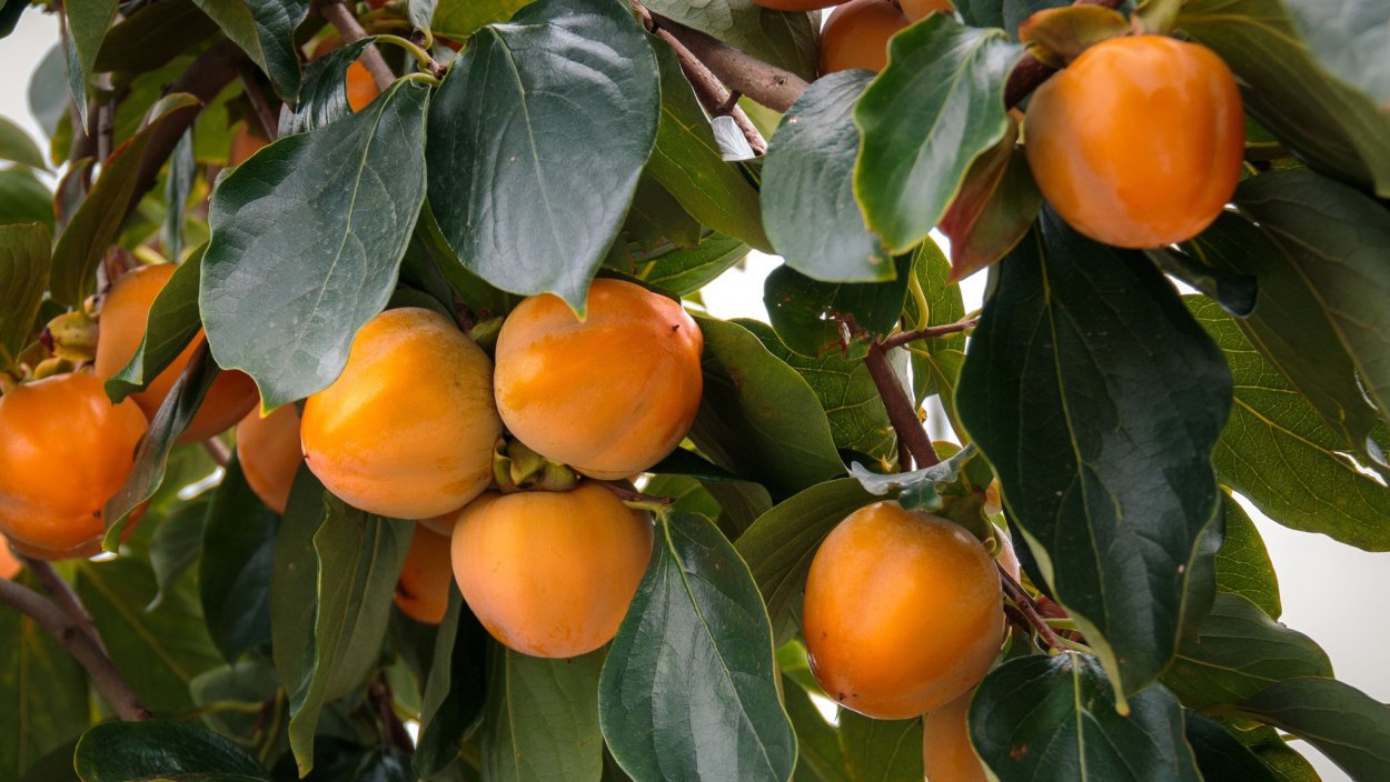 Хурма дерево