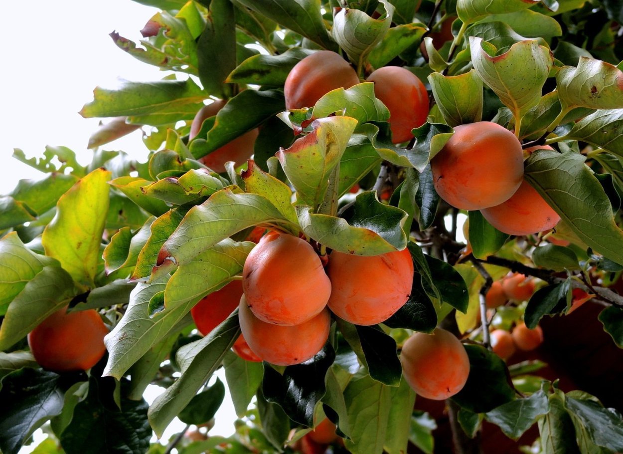 Хурма Королек дерево