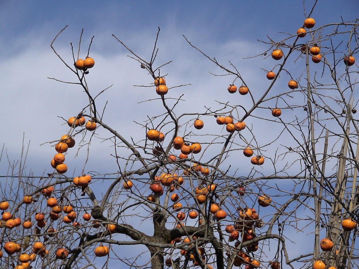 Хурма дерево