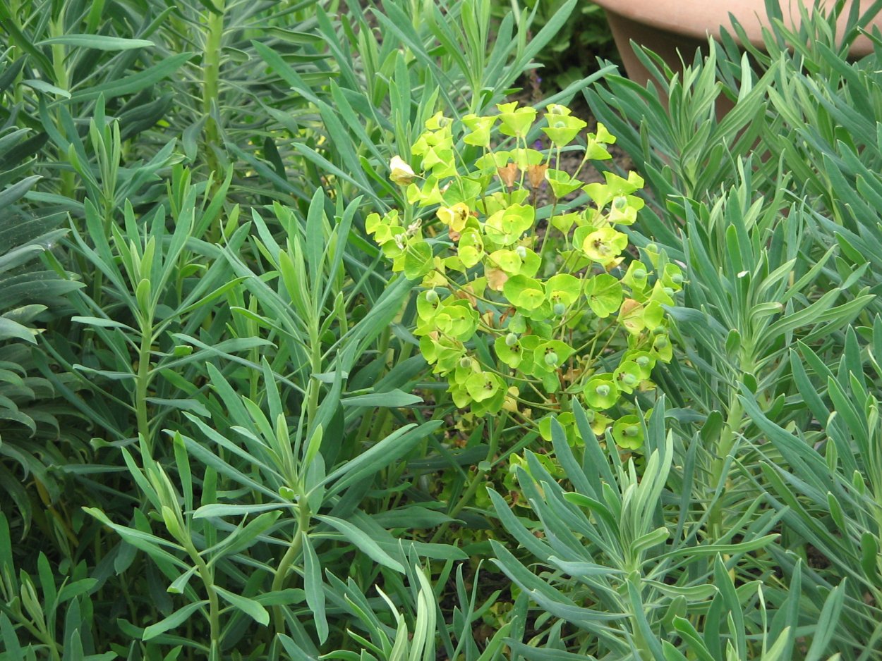 Euphorbia semivillosa