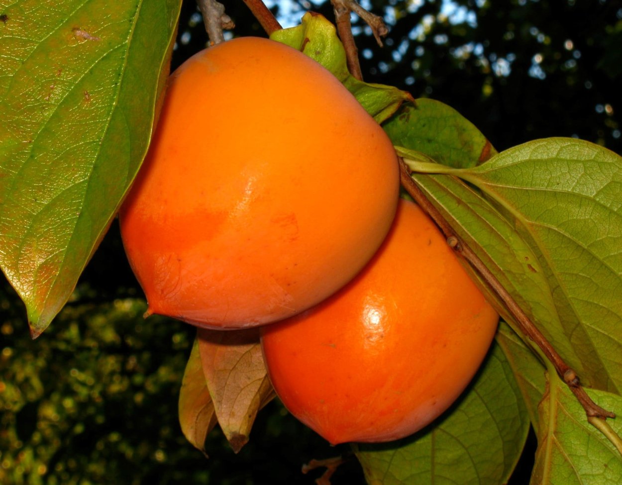 Хурма Бычье сердце дерево