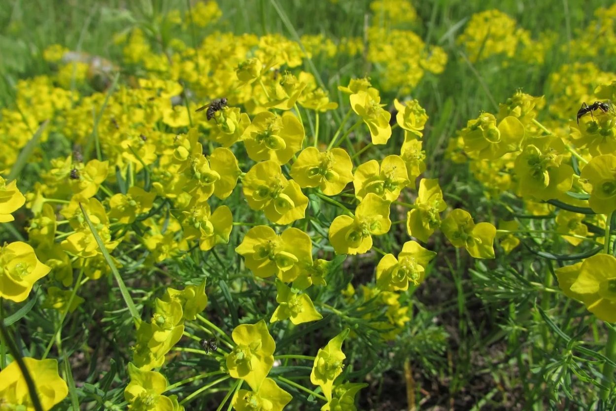 Молочай садовый многолетний