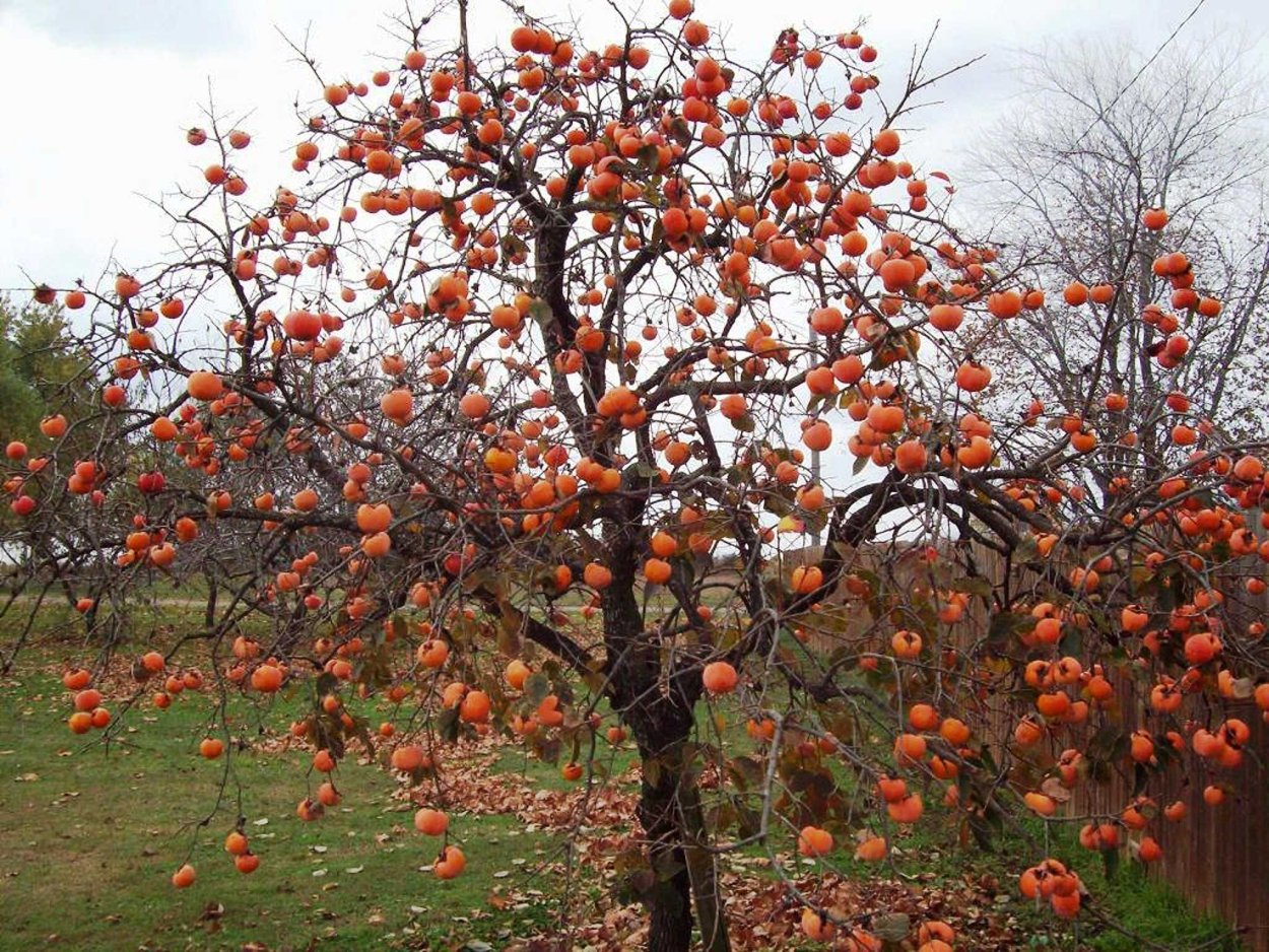Хурма персимон дерево