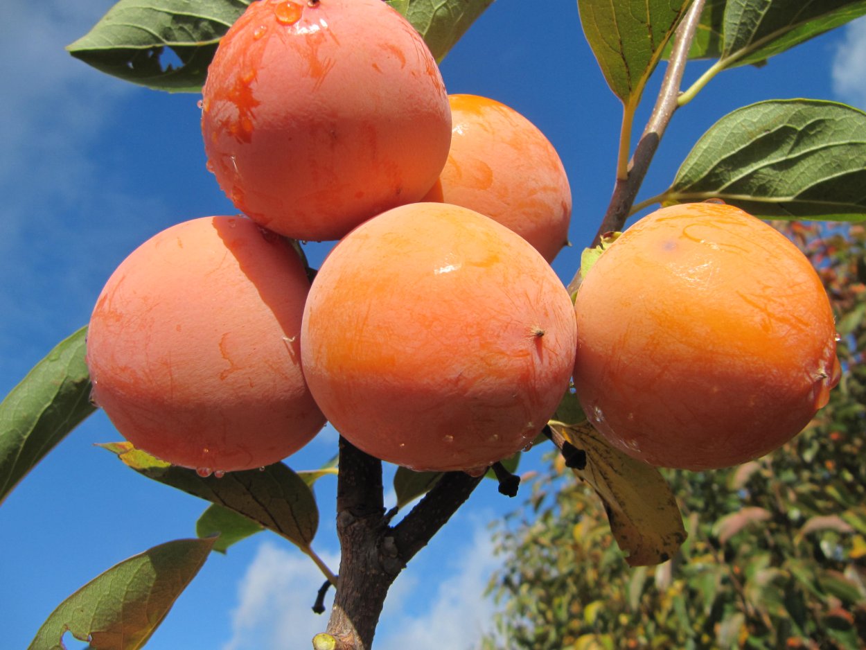 Саженцы хурмы россиянка