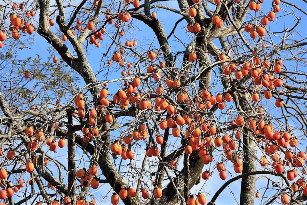 Африканская хурма