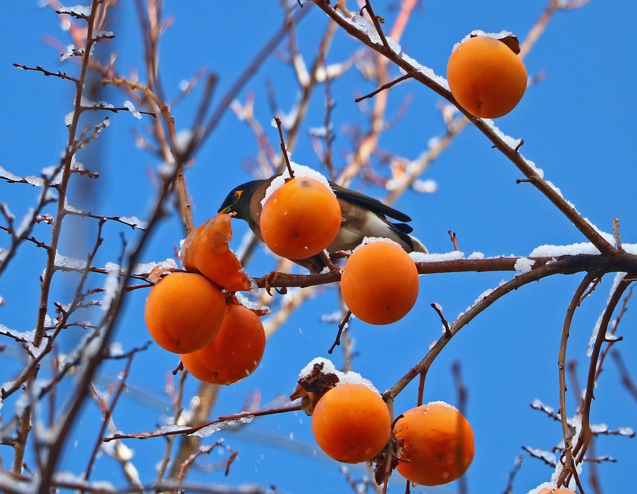 Хурма в Ташкенте