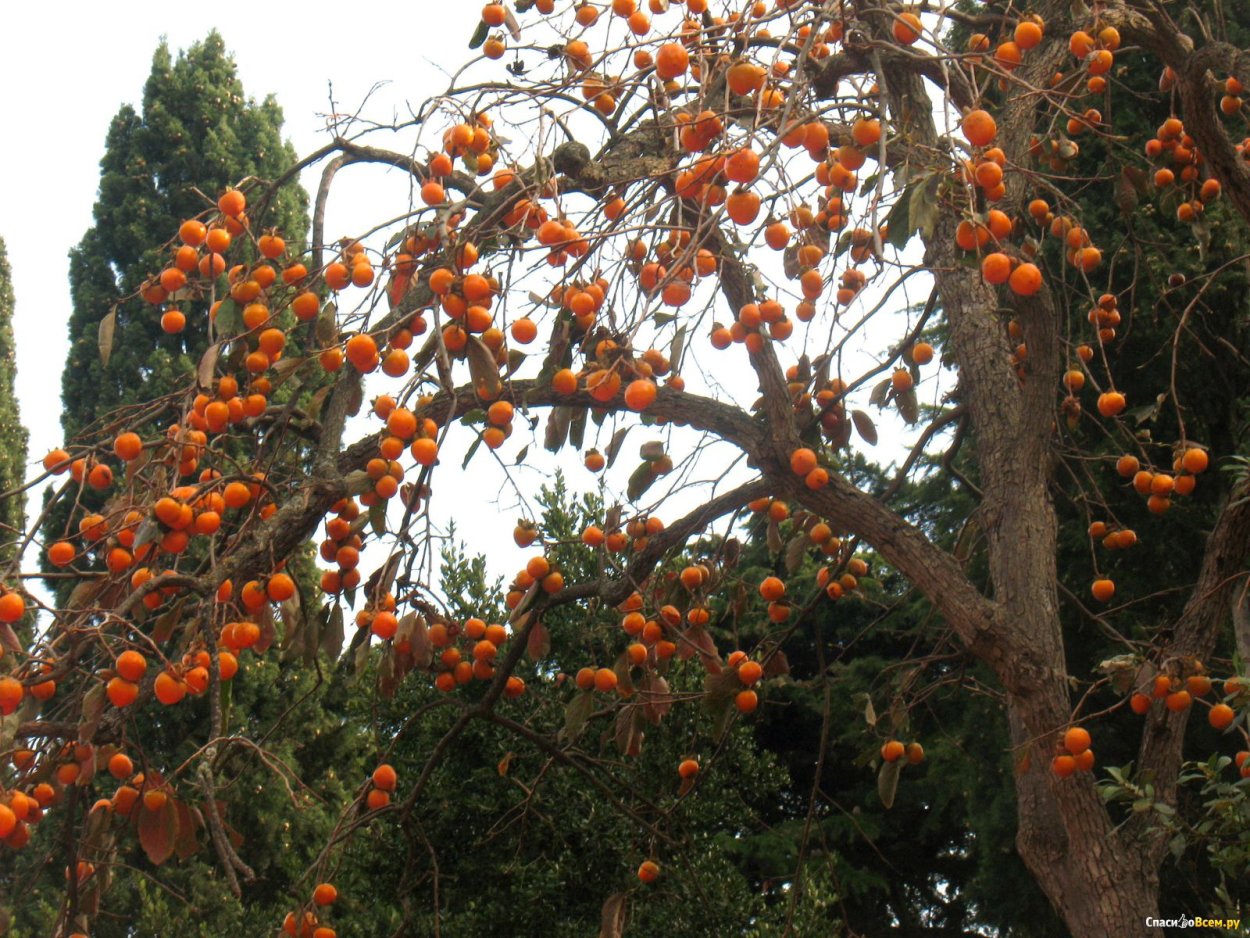 Никитская Ботаническая хурма