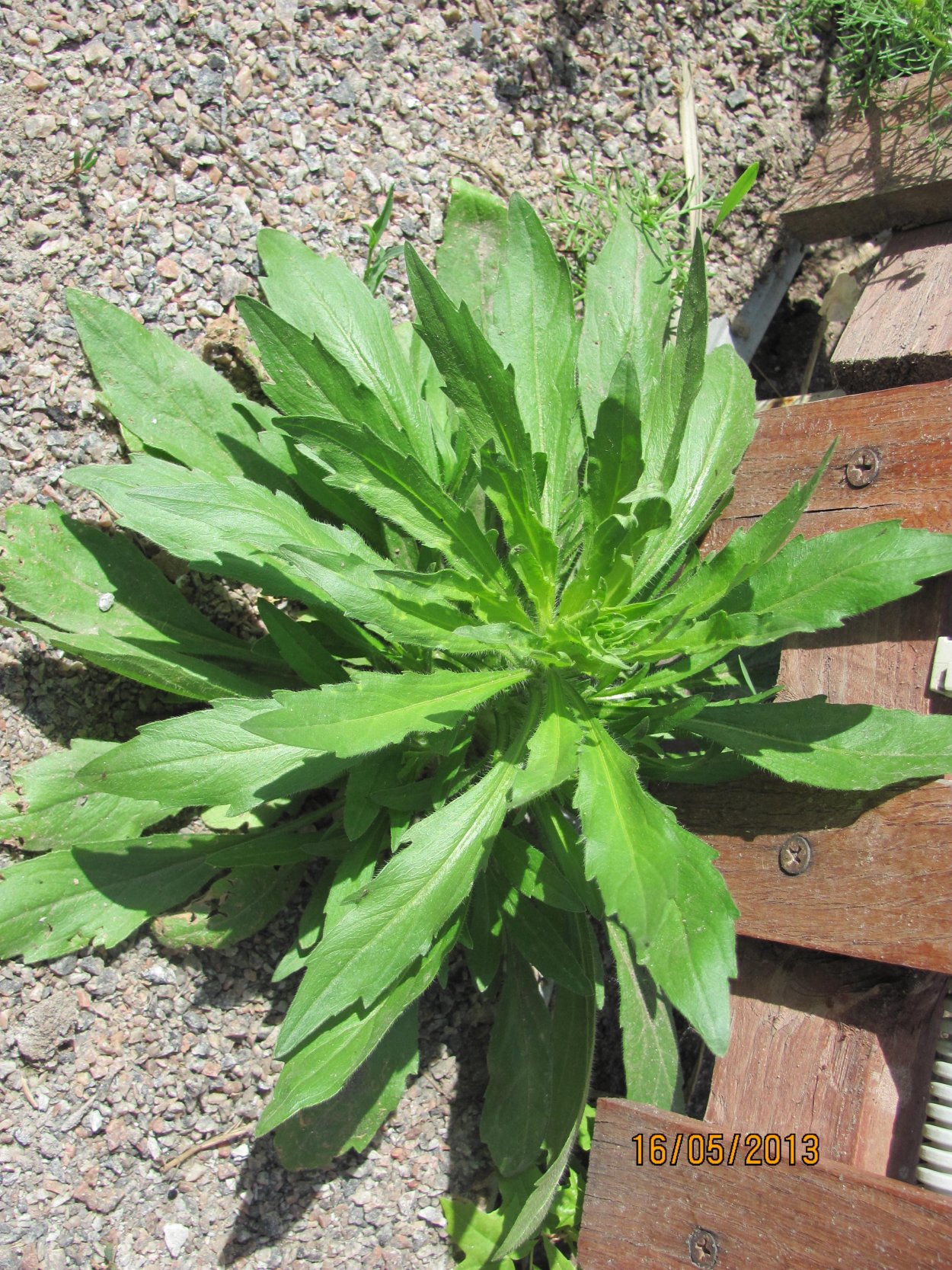 Молочай Жигулёвский (Euphorbia zhiguliensis)