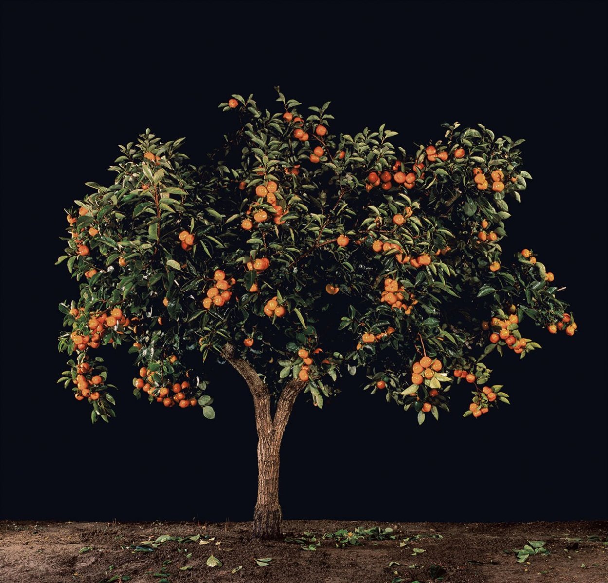 Хурма дерево