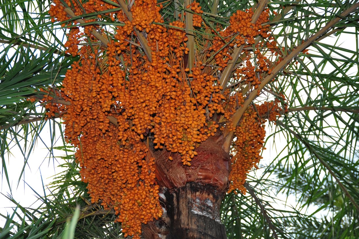 Хурма растет