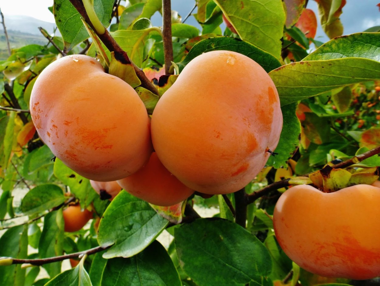 Хурма сорт россиянка