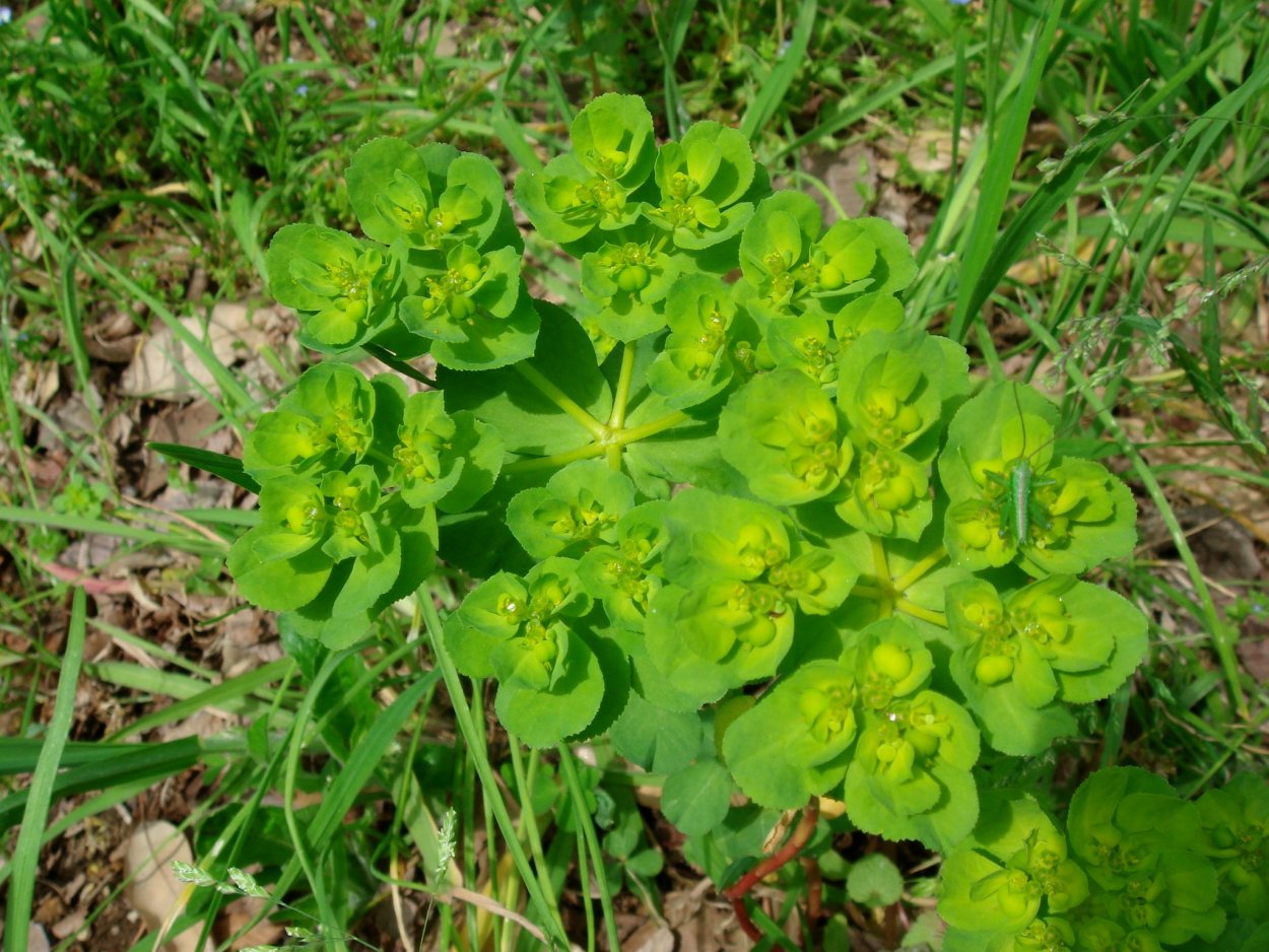 Молочай-солнцегляд (Euphórbia helioscópia)