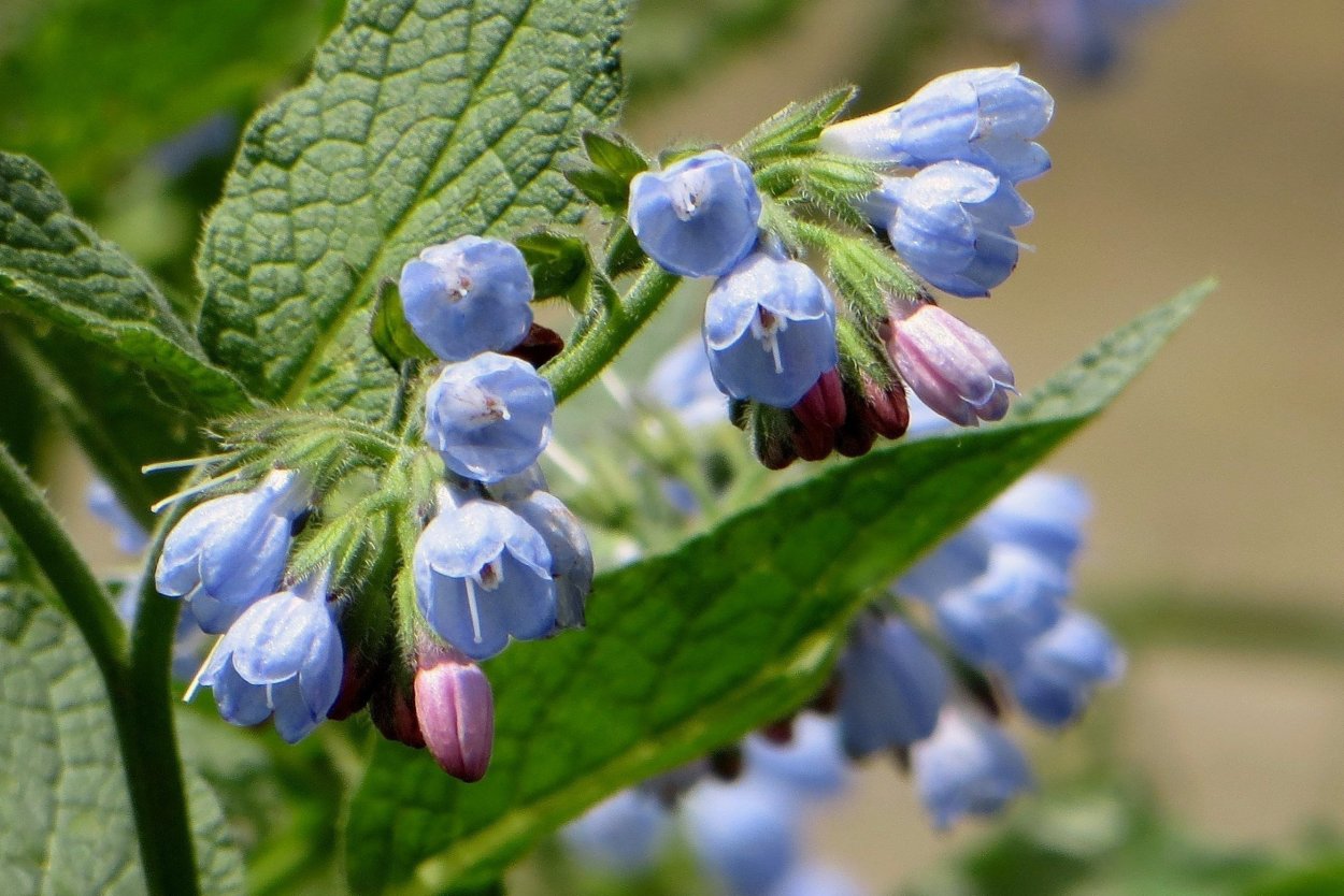 Окопник фиолетовый