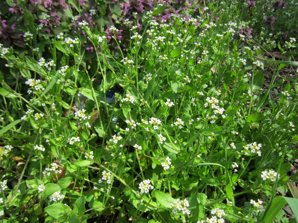 Кресс полевой