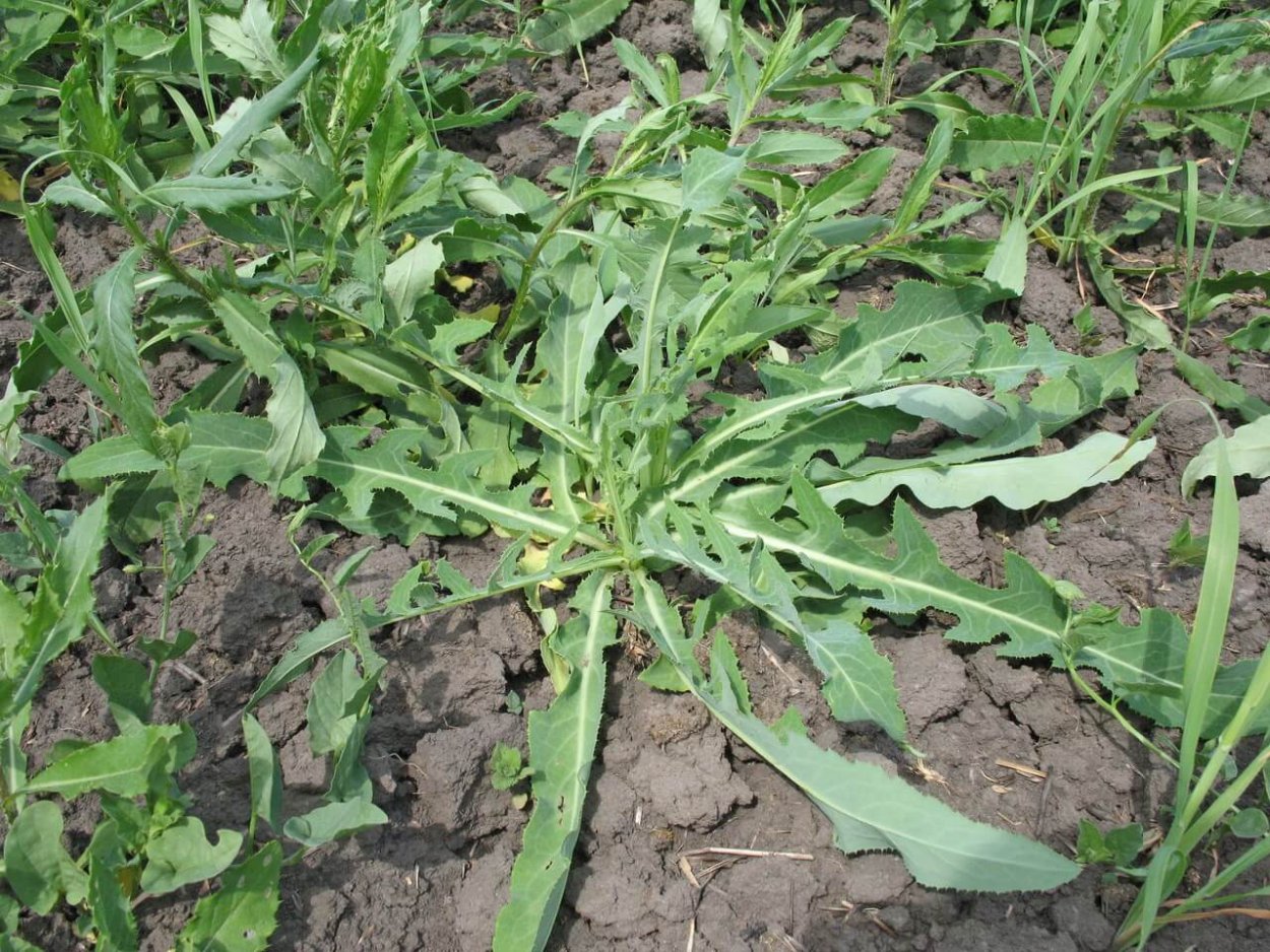 Молочай осот огородный