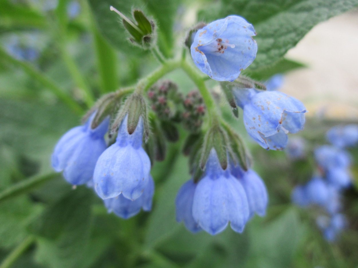 Живокост лекарственный окопник