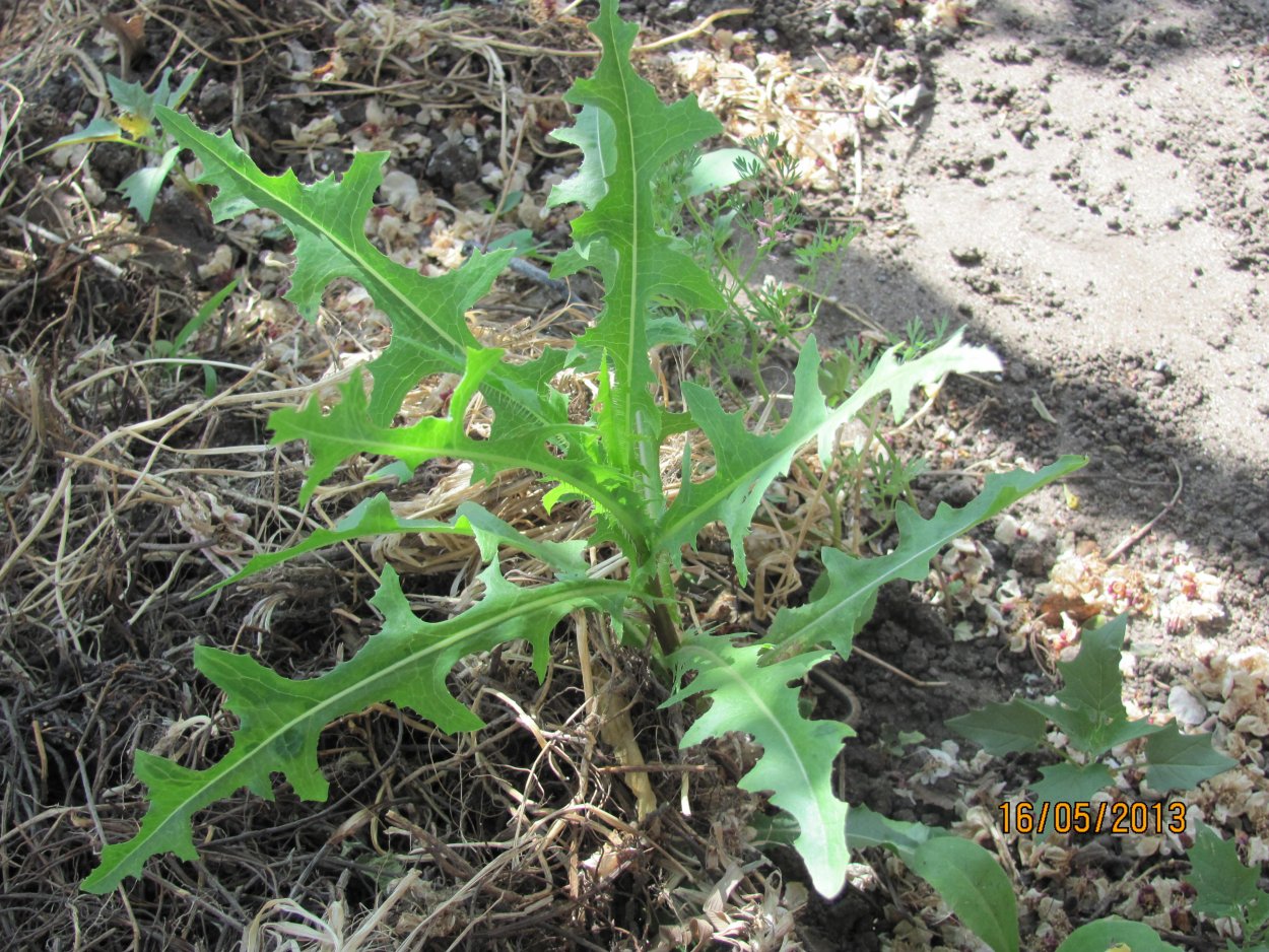 Осот огородный сорняк