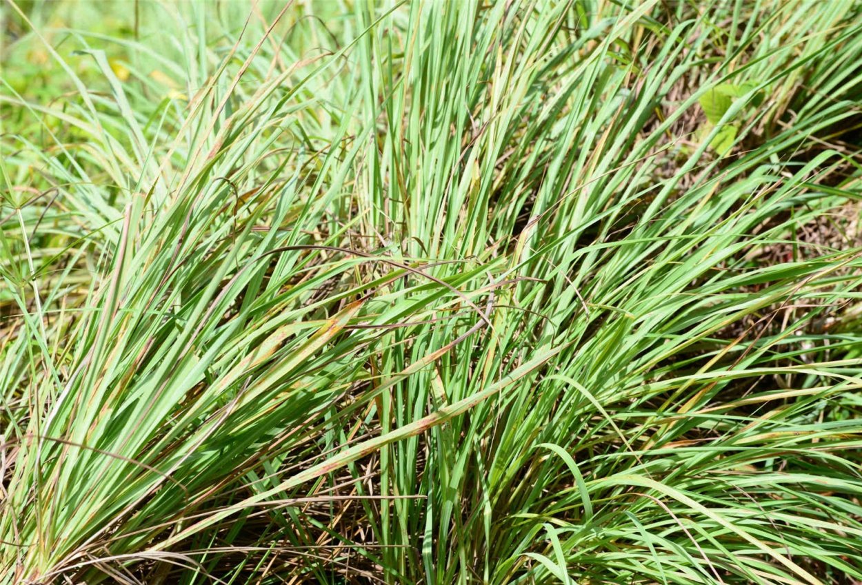 Зернянка трава