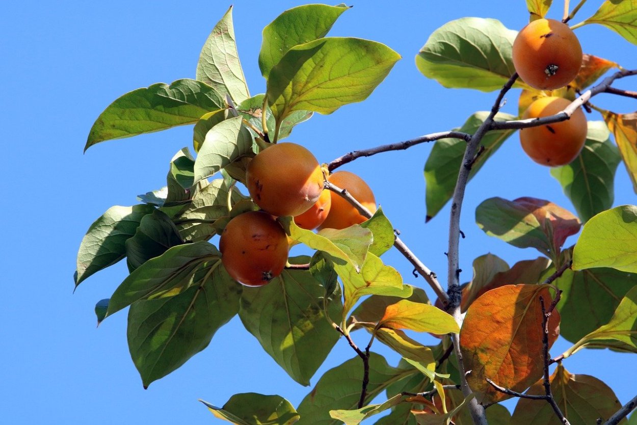 Хурма Королек дерево