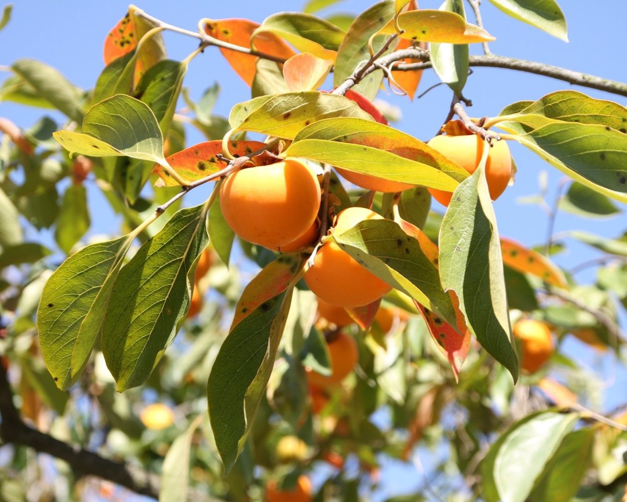 Хурма мушмуловидная