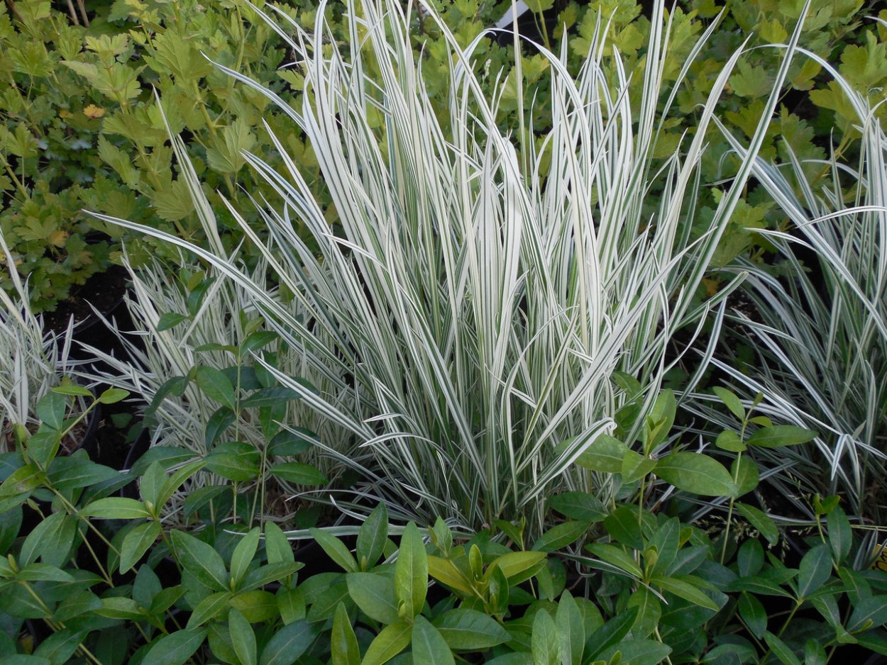 Фалярис Фессей