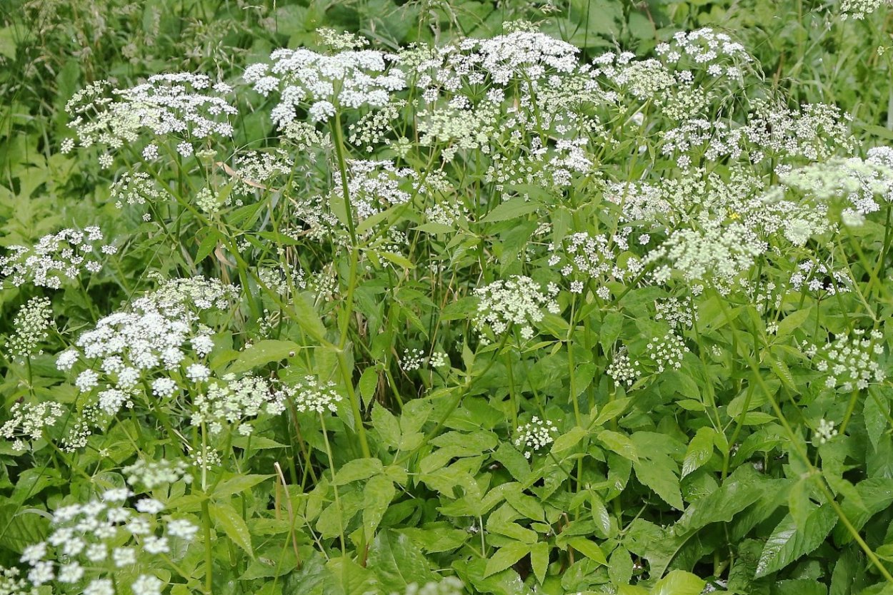 Купырь Лесной сныть обыкновенная