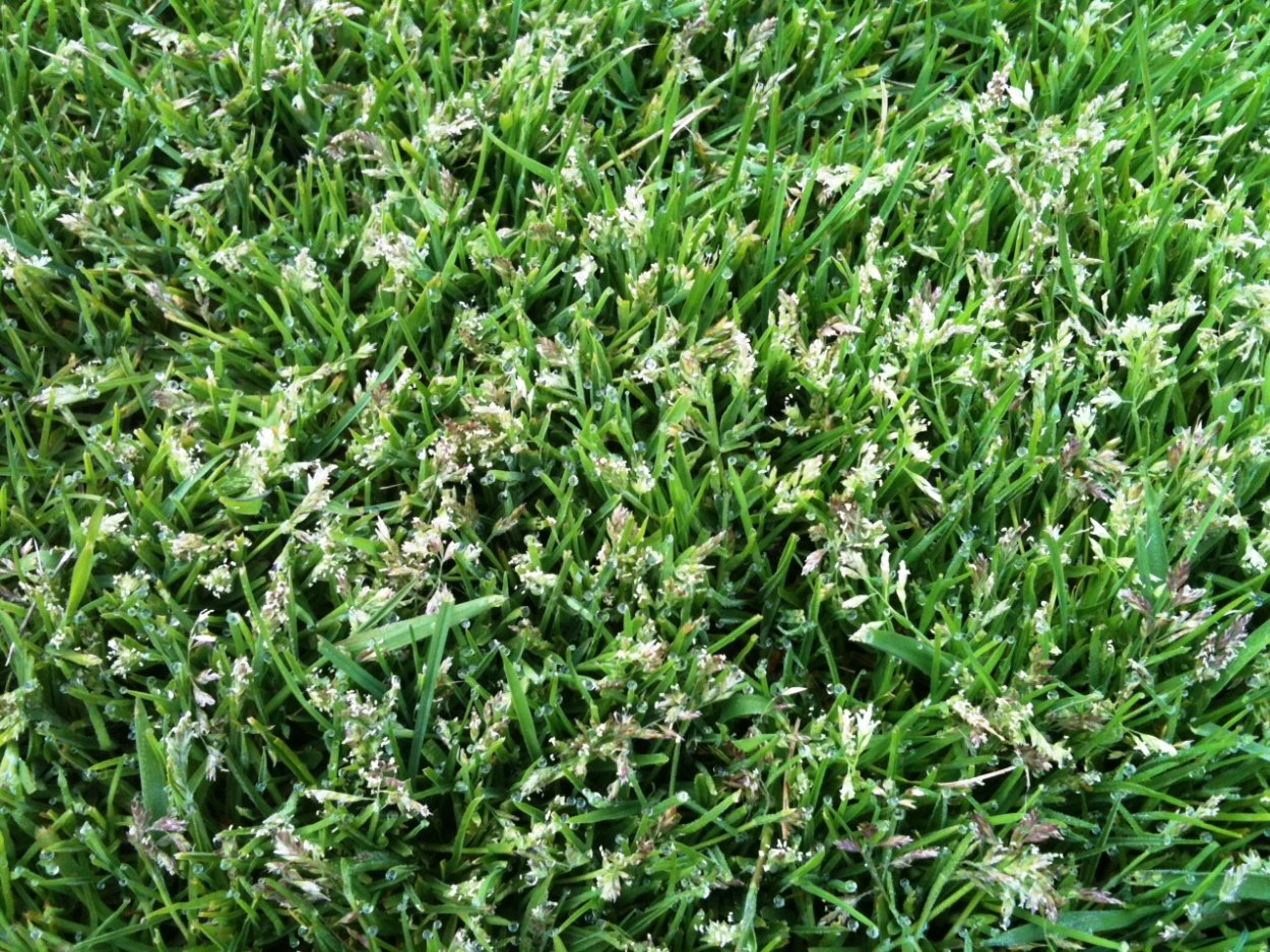 Мятлик Луговой Balin