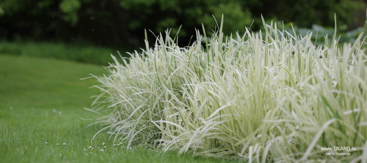Трава белая с зеленым злак