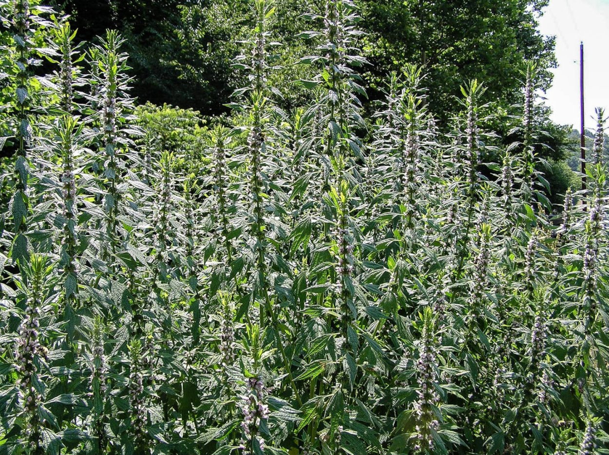 Трава пустырника сердечного