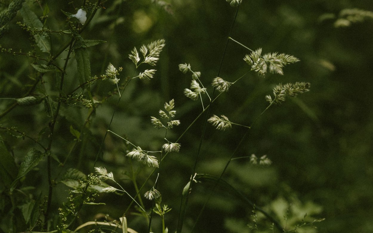 Дикие травы