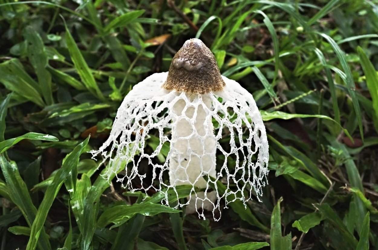 Сетконоска сдвоенная