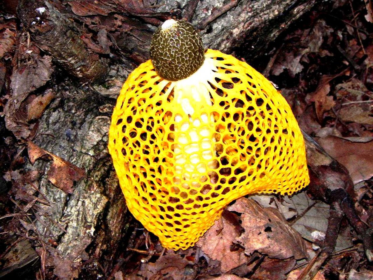 Гриб Сетконоска