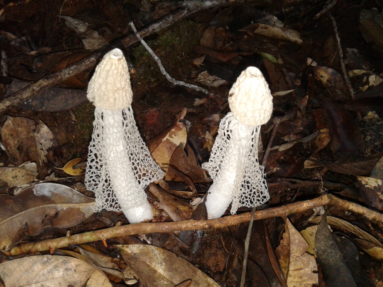 Stinkhorn гриб