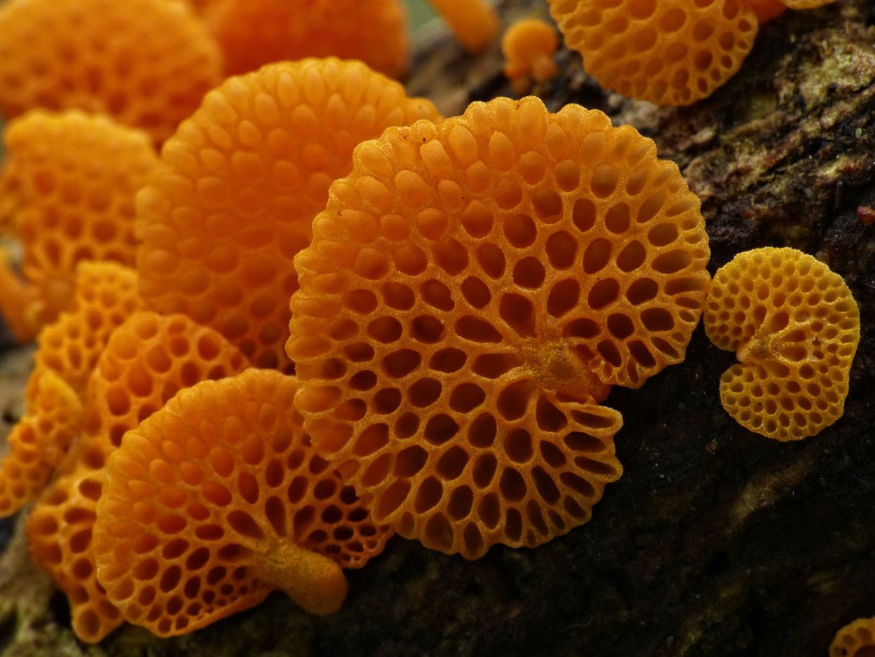 Грибы Favolaschia Calocera.