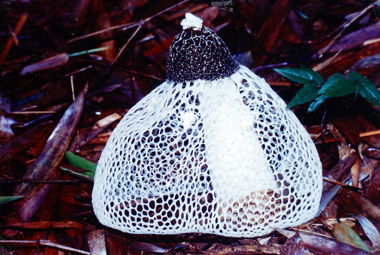 Phallus indusiatus